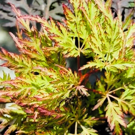 Csipkézett levelű japán juhar Acer palmatum Emerald Lace P15