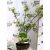 Csipkézett levelű japán juhar Acer palmatum Emerald Lace P15