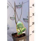 Csipkézett levelű japán juhar Acer palmatum Emerald Lace P15