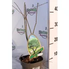 Csipkézett levelű japán juhar Acer palmatum Emerald Lace P15