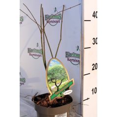   Csipkézett levelű japán juhar Acer palmatum Emerald Lace P15