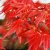 Japán juhar Beni Maiko Acer palmatum Beni Maiko P15