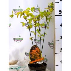 Japán juhar Orange Dream Acer palmatum Orange Dream P15
