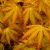 Japán juhar Orange Dream Acer palmatum Orange Dream P15