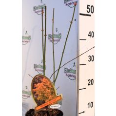 Japán juhar Orange Dream Acer palmatum Orange Dream P15