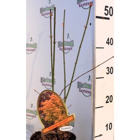 Japán juhar Orange Dream Acer palmatum Orange Dream P15