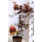 Vöröslevelű japán juhar Acer palmatum Atropurpureum P15