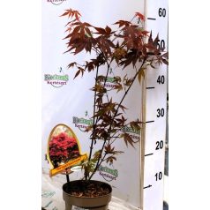 Vöröslevelű japán juhar Acer palmatum Atropurpureum P15