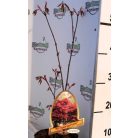 Vöröslevelű japán juhar Acer palmatum Atropurpureum P15