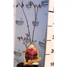 Vöröslevelű japán juhar Acer palmatum Atropurpureum P15