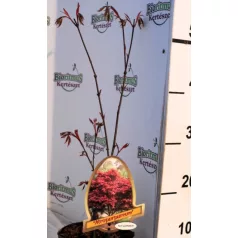 Vöröslevelű japán juhar Acer palmatum Atropurpureum P15