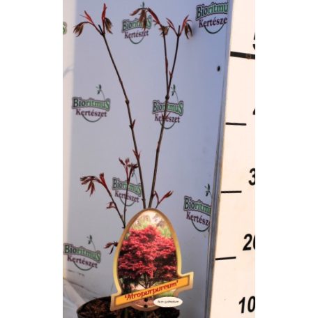 Vöröslevelű japán juhar Acer palmatum Atropurpureum P15