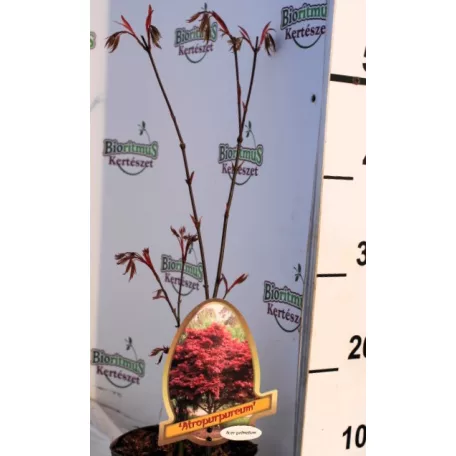 Vöröslevelű japán juhar Acer palmatum Atropurpureum P15