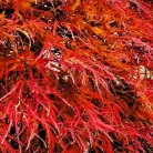 Japán juhar Ornatum Acer palmatum Ornatum C3