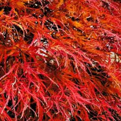 Japán juhar Ornatum Acer palmatum Ornatum C3