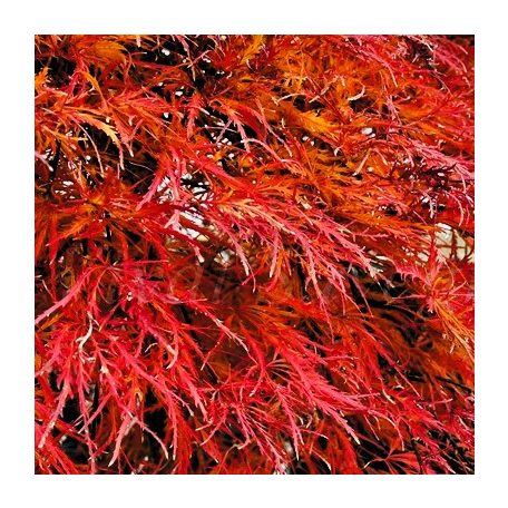 Japán juhar Ornatum Acer palmatum Ornatum C3