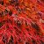 Japán juhar Ornatum Acer palmatum Ornatum C3