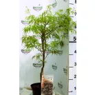 Japán juhar Ornatum Acer palmatum Ornatum C3
