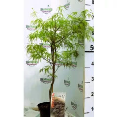 Japán juhar Ornatum Acer palmatum Ornatum C3