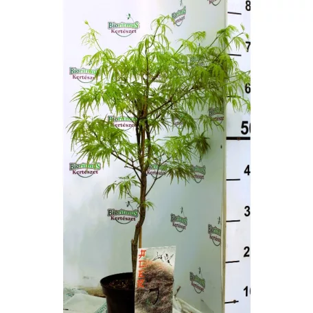 Japán juhar Ornatum Acer palmatum Ornatum C3