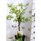 Csipkézett levelű japán juhar Acer palmatum Emerald Lace C3