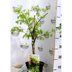   Csipkézett levelű japán juhar Acer palmatum Emerald Lace C3