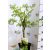 Csipkézett levelű japán juhar Acer palmatum Emerald Lace C3