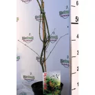 Csipkézett levelű japán juhar Acer palmatum Emerald Lace C3
