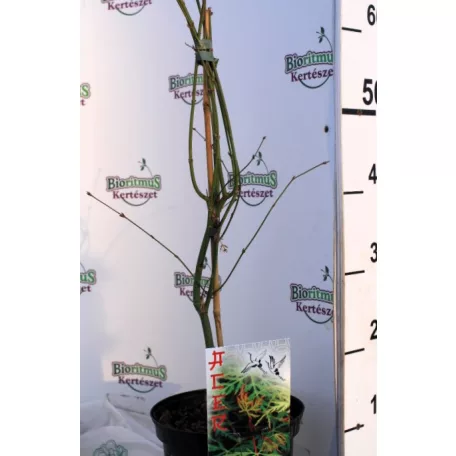 Csipkézett levelű japán juhar Acer palmatum Emerald Lace C3