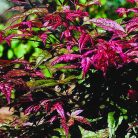 Japán juhar Shin Deshojo Acer palmatum Shin Deshojo C3