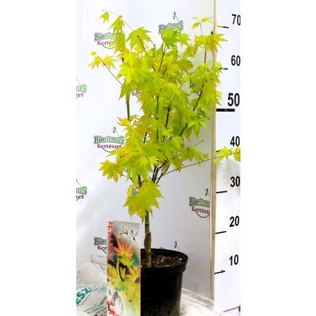 Japán juhar Orange Dream Acer palmatum Orange Dream C3
