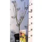 Japán juhar Orange Dream Acer palmatum Orange Dream C3