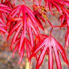 Japán juhar Trompenburg Acer palmatum Trompenburg C3