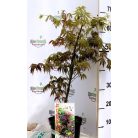 Japán juhar Trompenburg Acer palmatum Trompenburg C3