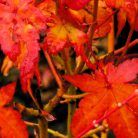 Sárga törzsű japán juhar Acer palmatum Bi-hoo C3