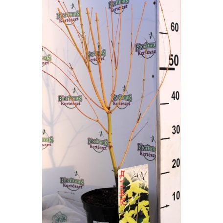 Sárga törzsű japán juhar Acer palmatum Bi-hoo C3