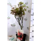 Oszlopos növekedésű japán juhar Acer palmatum Skeeter's Broom C3