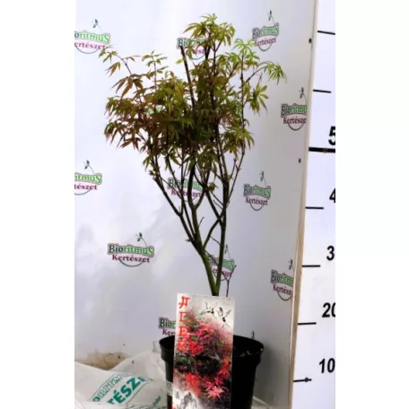 Oszlopos növekedésű japán juhar Acer palmatum Skeeter's Broom C3