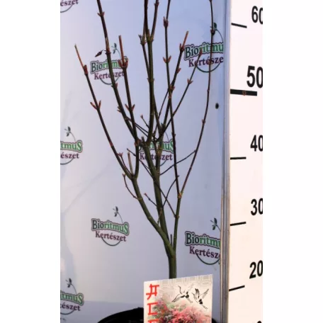Oszlopos növekedésű japán juhar Acer palmatum Skeeter's Broom C3