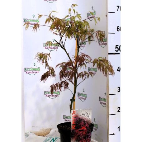 Japán juhar Garnet Acer palmatum Garnet C3