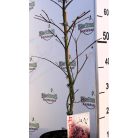Japán juhar Garnet Acer palmatum Garnet C3