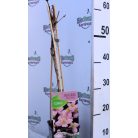 Hegyi iszalag Clematis montana Fragrant Spring C2