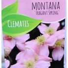 Hegyi iszalag Clematis montana Fragrant Spring C2