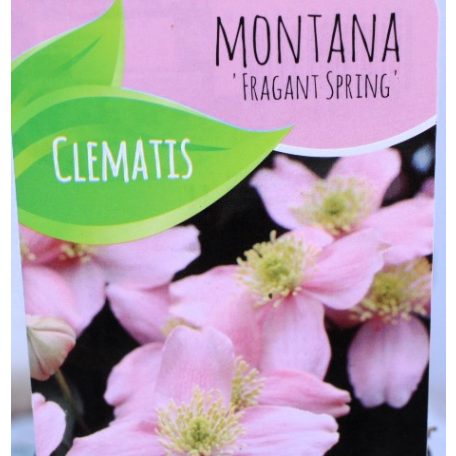 Hegyi iszalag Clematis montana Fragrant Spring C2