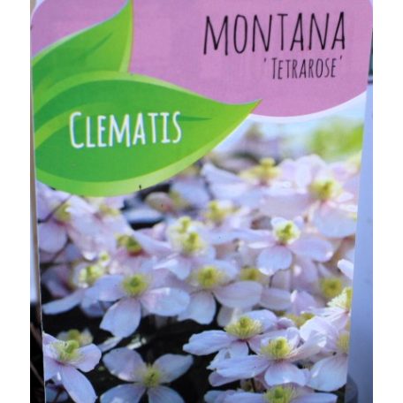 Hegyi iszalag Clematis montana Tetrarose C3