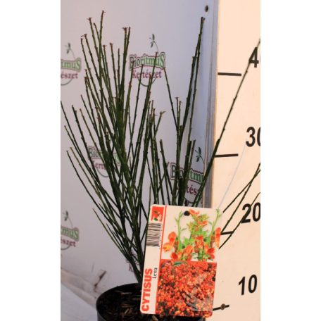 Zanót Cytisus Lena P14