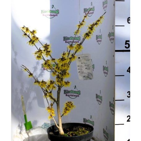 Varázsmogyoró (Csodamogyoró) Hamamelis intermedia Promise C4