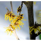 Varázsmogyoró (Csodamogyoró) Hamamelis intermedia Promise C4