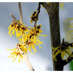   Varázsmogyoró (Csodamogyoró) Hamamelis intermedia Promise C4