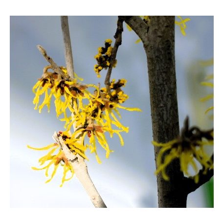 Varázsmogyoró (Csodamogyoró) Hamamelis intermedia Promise C4